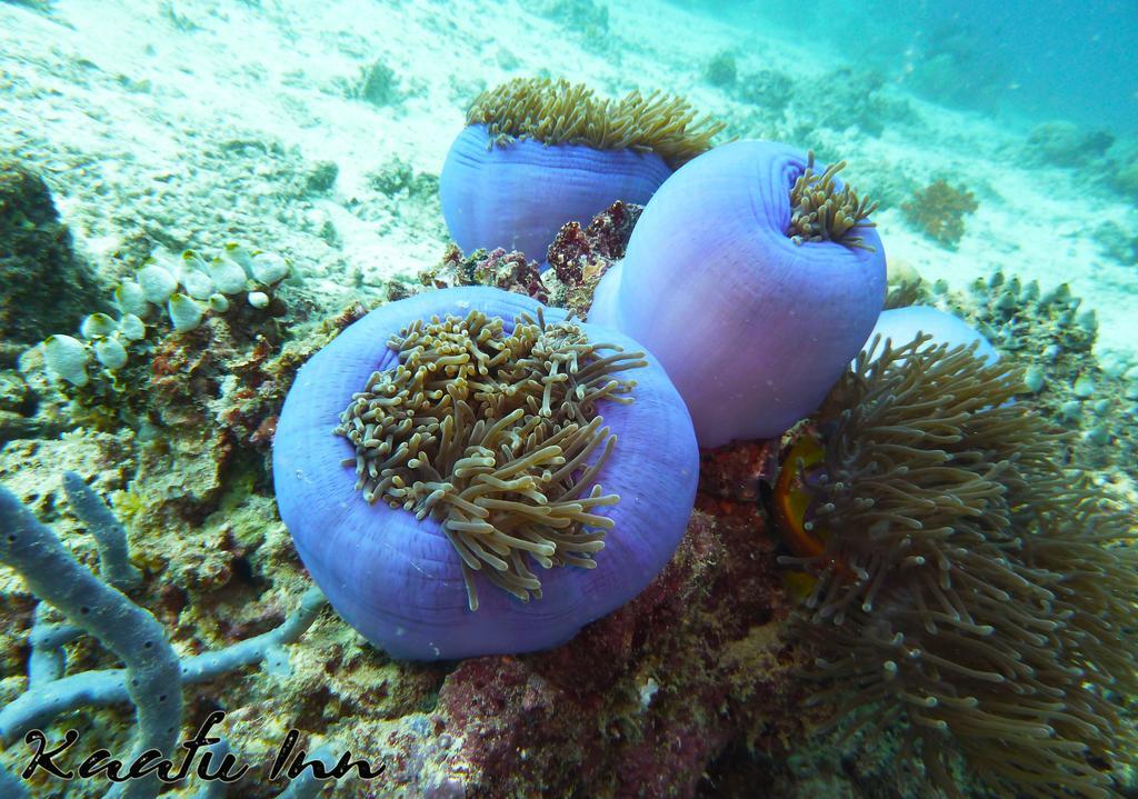 גוראידהו Kaafu Inn Guraidhoo מראה חיצוני תמונה