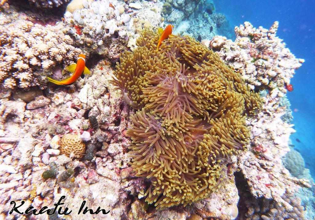 גוראידהו Kaafu Inn Guraidhoo מראה חיצוני תמונה
