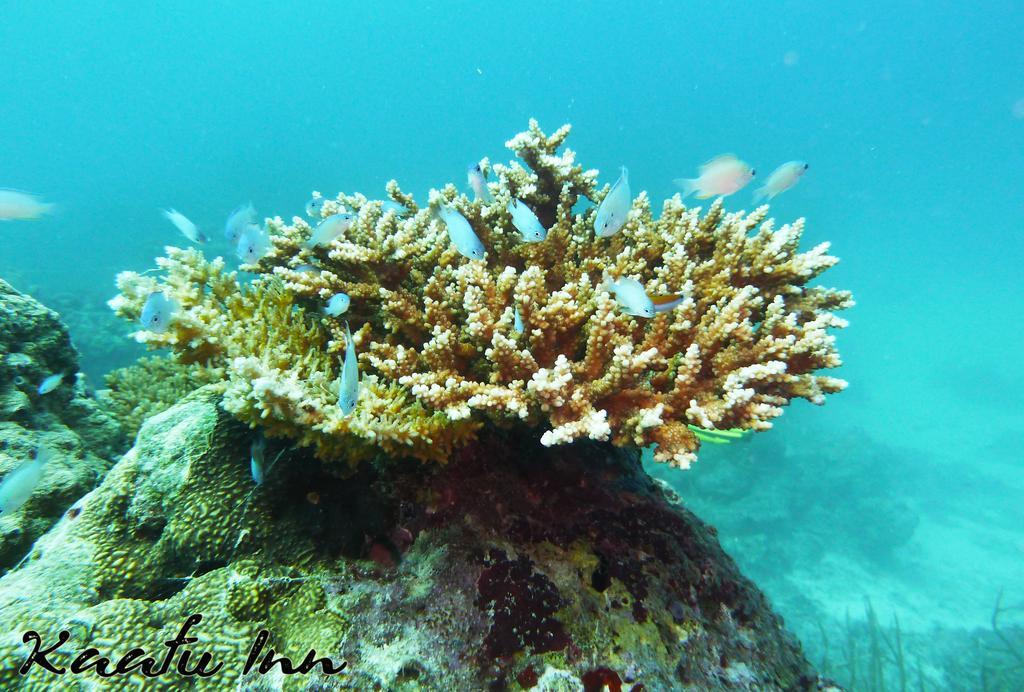גוראידהו Kaafu Inn Guraidhoo מראה חיצוני תמונה