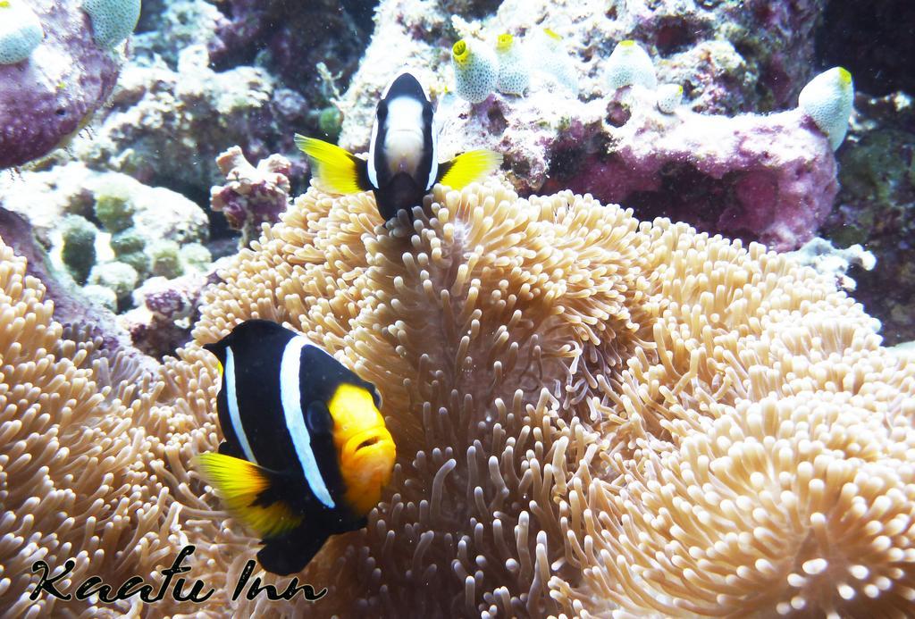 גוראידהו Kaafu Inn Guraidhoo מראה חיצוני תמונה