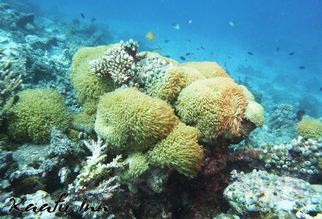 גוראידהו Kaafu Inn Guraidhoo מראה חיצוני תמונה