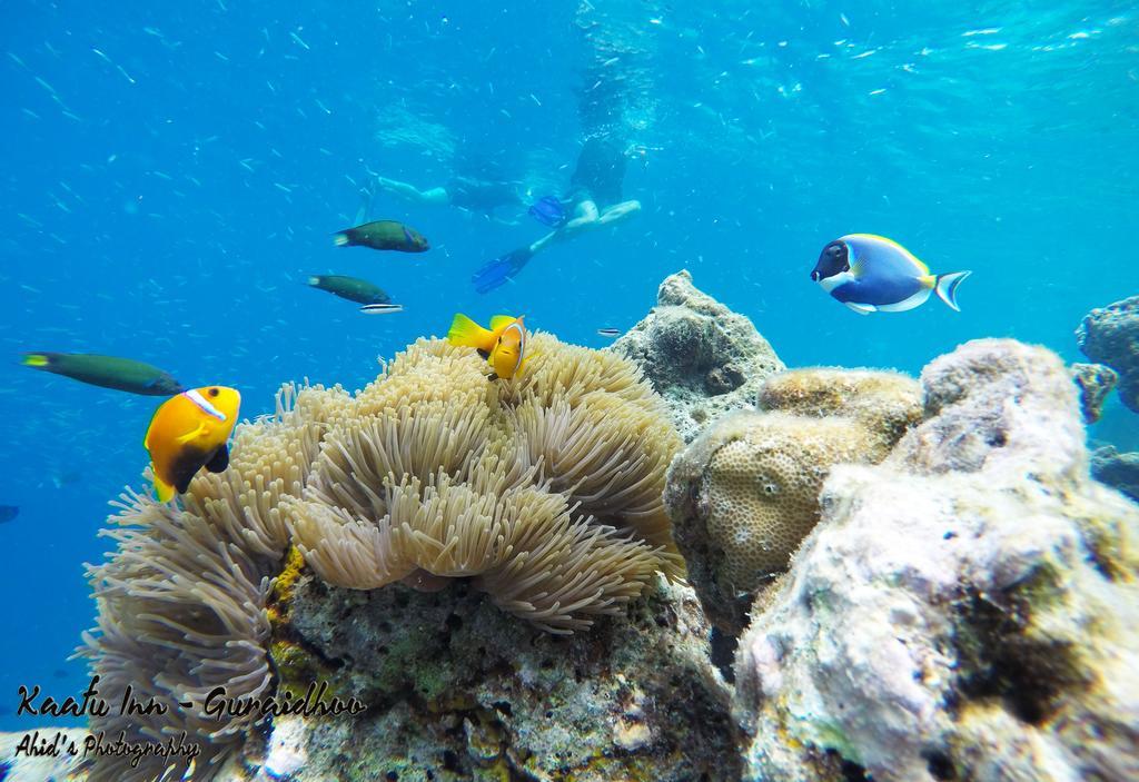 גוראידהו Kaafu Inn Guraidhoo מראה חיצוני תמונה