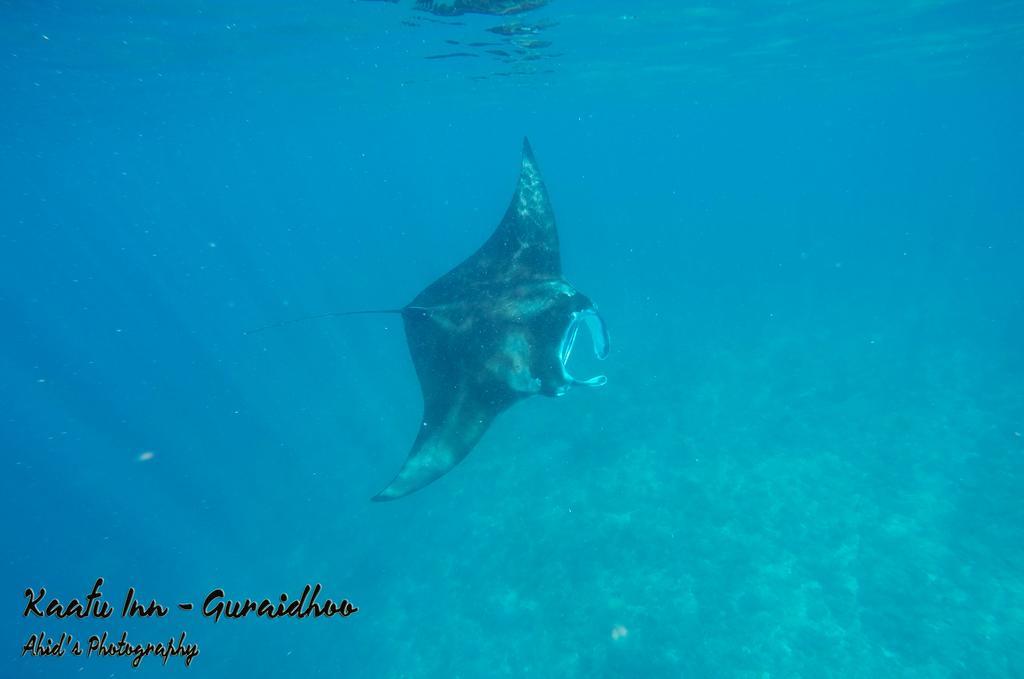 גוראידהו Kaafu Inn Guraidhoo מראה חיצוני תמונה